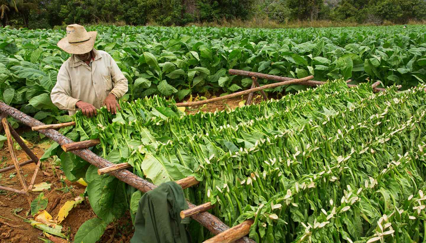 Cuba - Tabacco fields in Vinales, Cuba