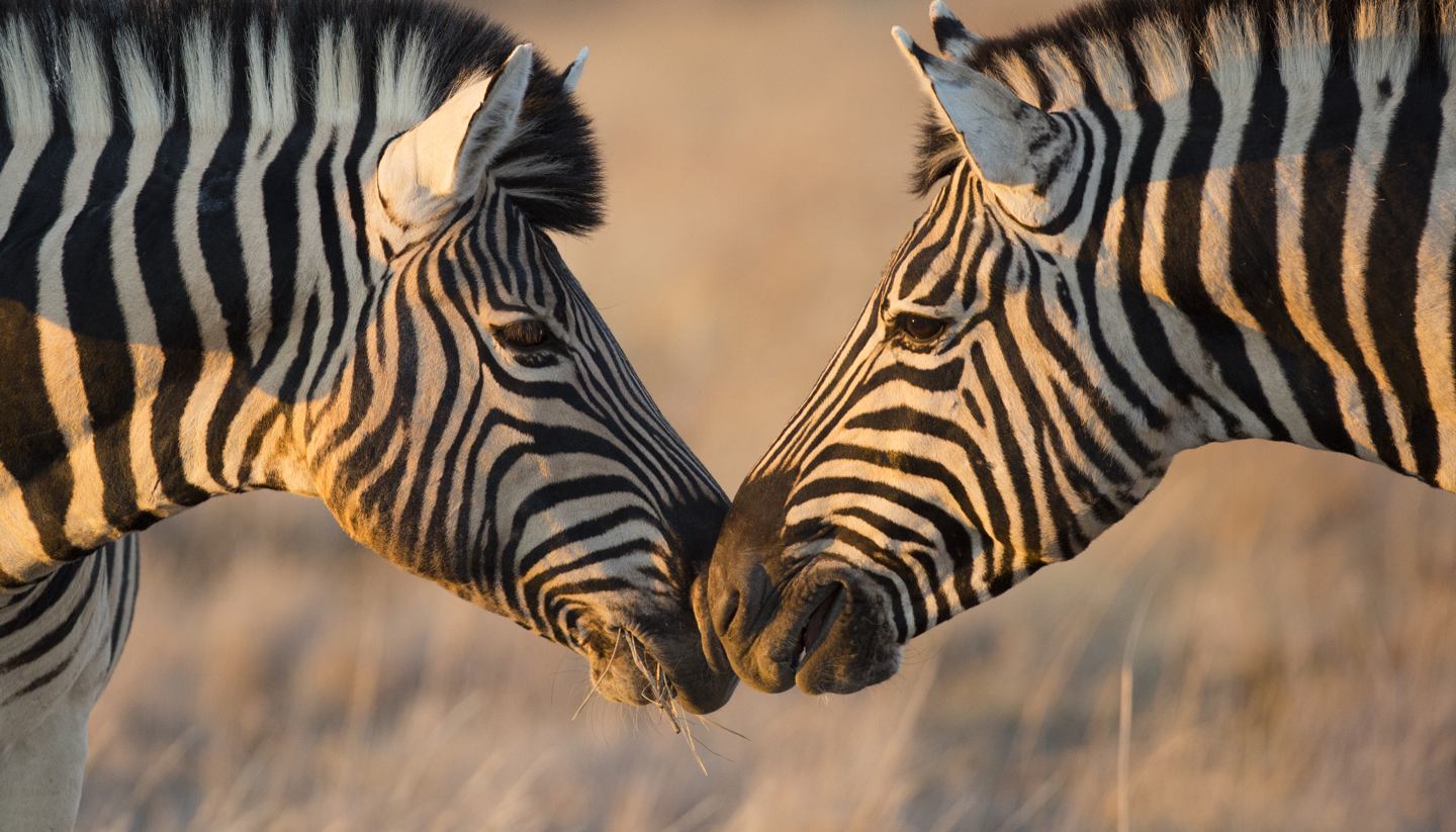 Namibia - Zebras in Ethosha National Park, Namibia