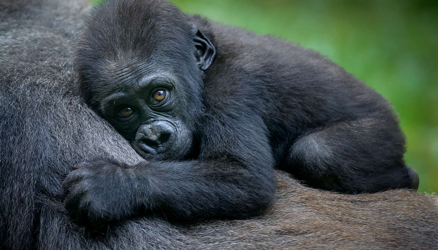 Rwanda - Gorilla in Rwanda