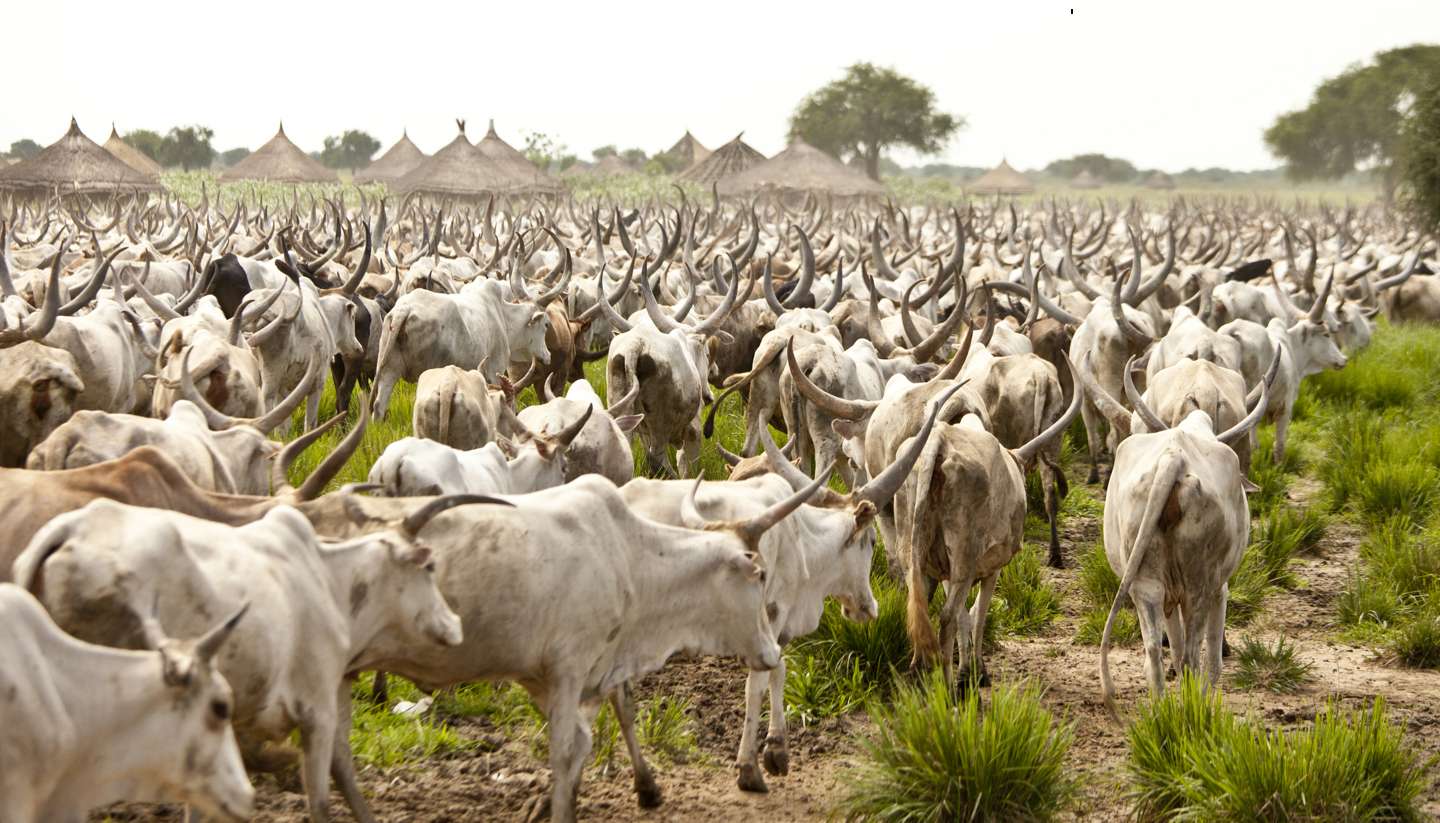 South Sudan - Large cattle drive, South Sudan