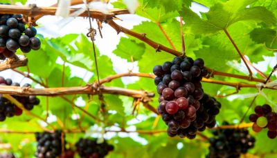 Wine grapes in PB Valley Khao Yai