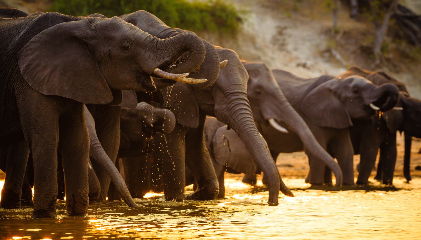 Botswana - Elephants in Chobe National Park, Botswana