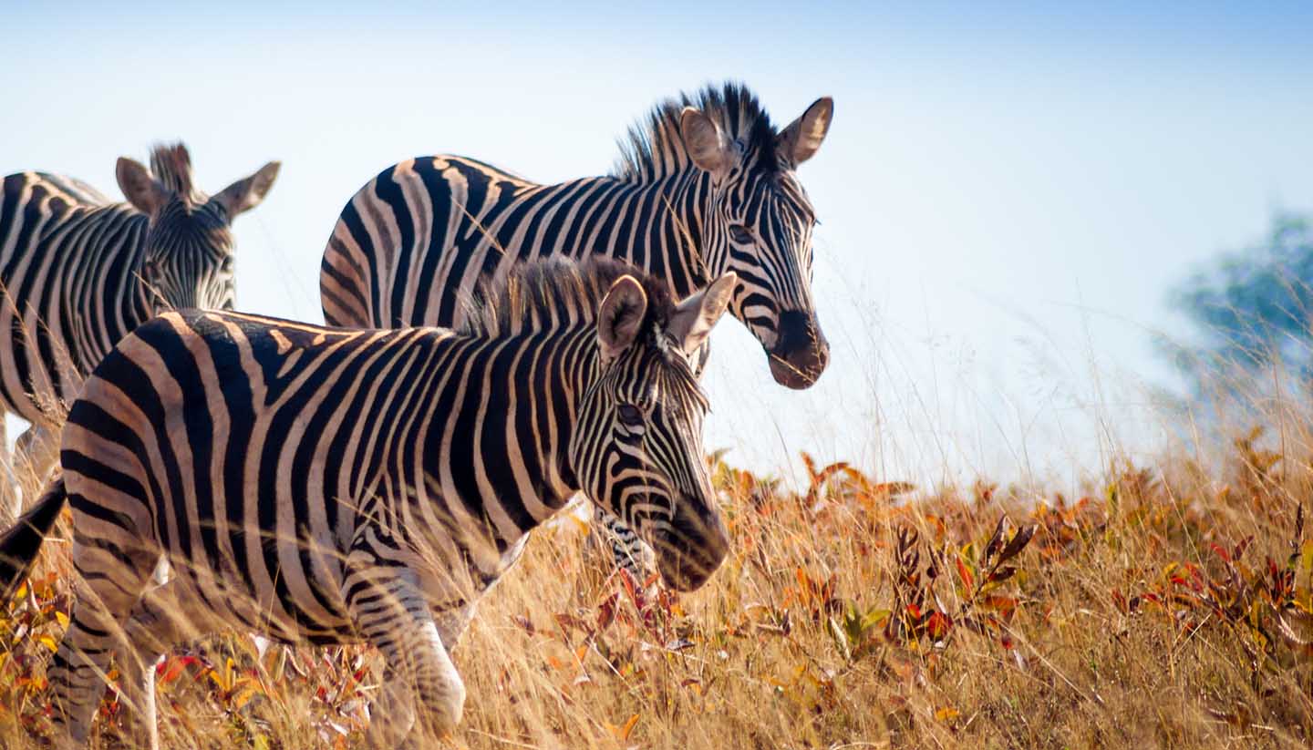 eSwatini - Zebras at Mlilwane Wildlife Sanctuary, Eswatini (Swaziland)