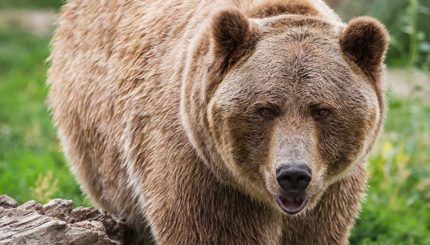 Alaska - A brown bear in Alaska, USA
