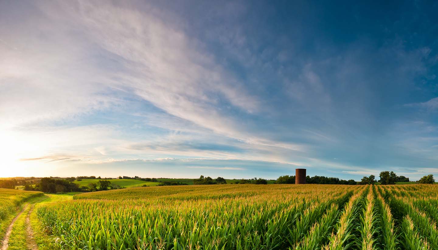 Iowa - Corn Fields in Iowa, USA