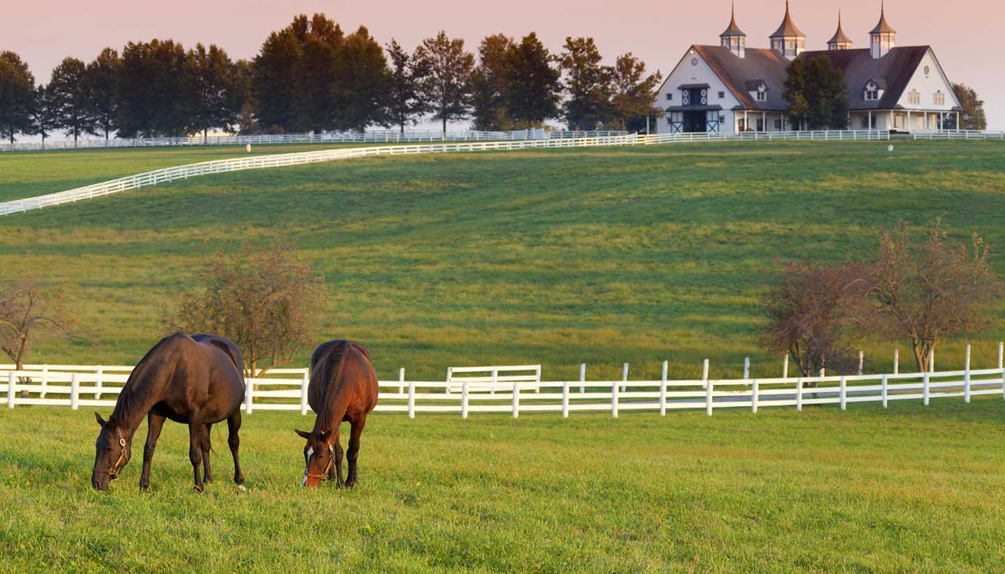 Kentucky - Horse Farm in Kentucky, USA
